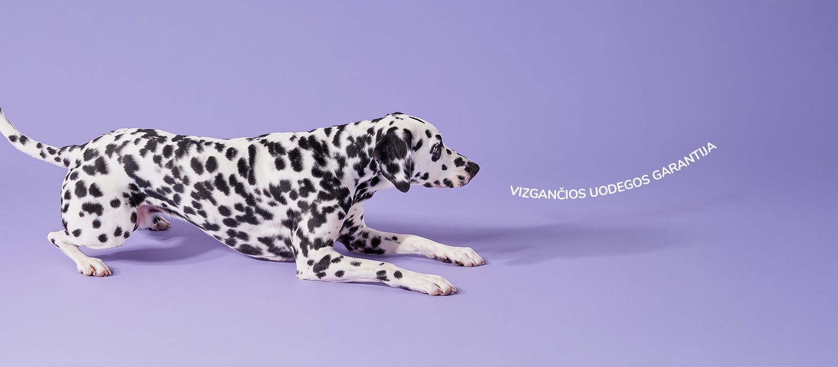 Vizga — brand visual